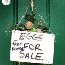 Eggs-for-sale